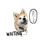 秋田犬 蘭 1（個別スタンプ：4）