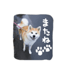 秋田犬 蘭 1（個別スタンプ：5）