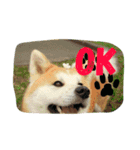 秋田犬 蘭 1（個別スタンプ：8）