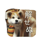 秋田犬 蘭 1（個別スタンプ：10）