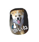 秋田犬 蘭 1（個別スタンプ：11）