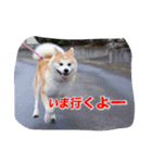秋田犬 蘭 1（個別スタンプ：13）