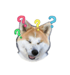 秋田犬 蘭 1（個別スタンプ：14）