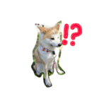 秋田犬 蘭 1（個別スタンプ：15）