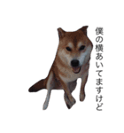 うちの犬 part2（個別スタンプ：2）