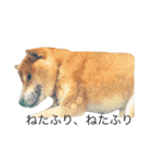 うちの犬 part2（個別スタンプ：3）