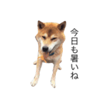 うちの犬 part2（個別スタンプ：4）