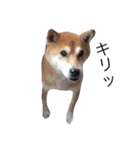 うちの犬 part2（個別スタンプ：5）