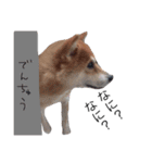 うちの犬 part2（個別スタンプ：6）