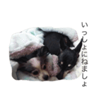 うちの犬 part2（個別スタンプ：15）