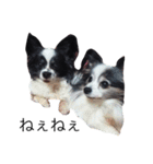 うちの犬 part2（個別スタンプ：16）