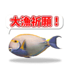 沖縄お魚5（個別スタンプ：1）