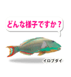 沖縄お魚5（個別スタンプ：6）