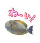 沖縄お魚5（個別スタンプ：8）