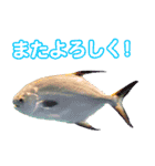 沖縄お魚5（個別スタンプ：14）