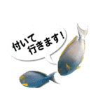 沖縄お魚6（個別スタンプ：5）