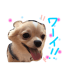 大好きわんこありすとくぅ（個別スタンプ：4）