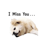 かわいい小犬（個別スタンプ：1）