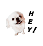 かわいい小犬（個別スタンプ：2）