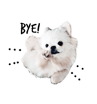 かわいい小犬（個別スタンプ：3）