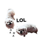 かわいい小犬（個別スタンプ：4）