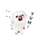 かわいい小犬（個別スタンプ：5）