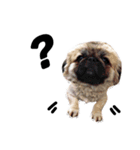 かわいい小犬（個別スタンプ：6）