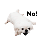 かわいい小犬（個別スタンプ：7）