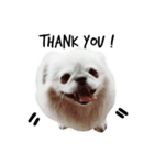 かわいい小犬（個別スタンプ：9）