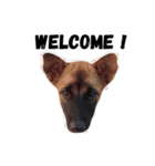 かわいい小犬（個別スタンプ：10）