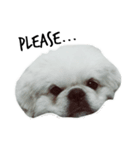 かわいい小犬（個別スタンプ：11）