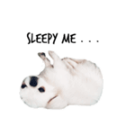 かわいい小犬（個別スタンプ：12）