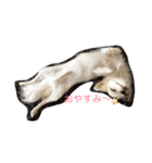 チワワのひなた（個別スタンプ：11）