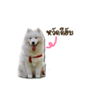 Bruno samoyed（個別スタンプ：1）