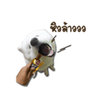 Bruno samoyed（個別スタンプ：2）