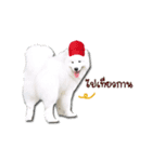 Bruno samoyed（個別スタンプ：3）