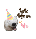 Bruno samoyed（個別スタンプ：4）