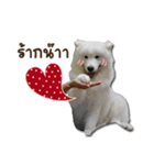 Bruno samoyed（個別スタンプ：5）