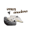 Bruno samoyed（個別スタンプ：7）
