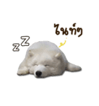 Bruno samoyed（個別スタンプ：8）