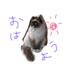 幸福（個別スタンプ：5）