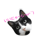 pontastamp（個別スタンプ：2）