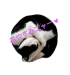 pontastamp（個別スタンプ：3）