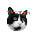 pontastamp（個別スタンプ：10）