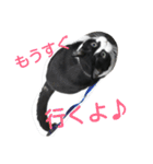 pontastamp（個別スタンプ：11）