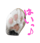 pontastamp（個別スタンプ：13）