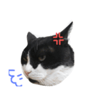 pontastamp（個別スタンプ：14）