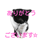 pontastamp（個別スタンプ：15）