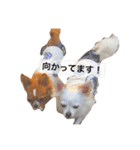 こはるとこゆき（個別スタンプ：12）