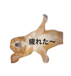 こはるとこゆき（個別スタンプ：13）